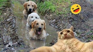 Try Not To Laugh Dogs And Cats - Best Funniest Animals Video #1