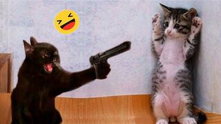 Try Not To Laugh Dogs And Cats - Best Funniest Animals Video #4