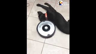 Funniest Cats And Dogs Videos ???? - Best Funny Animal Videos 2024 ????#7