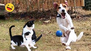 Funniest Cats And Dogs Videos - Best Funny Animal Videos 2024 #2