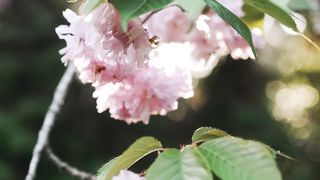 "Journey Through the Land of the Rising Sun: Discovering Japan's Treasures"