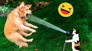 ry Not To Laugh Dogs And Cats - Best Funniest Animals Video '10