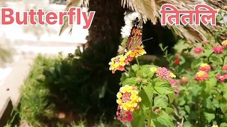 Butterfly in the garden