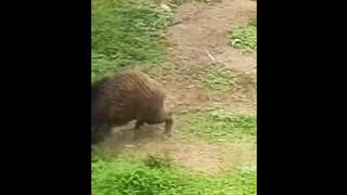 Pitbull vs wild boar