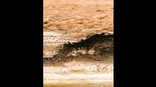 A crocodile attacked a African wild dog.