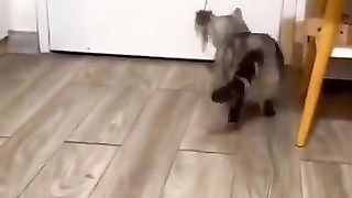 Кошачья банда!