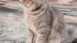 cinematic cats and motivational words