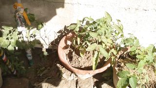How to make garden ???????? to get it done before the