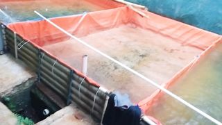 Perbedaan BIBIS PAKAN dengan FERMENTASI bahan pakan❗Pelet bagus ngapain kalian fermentasi lagi ????