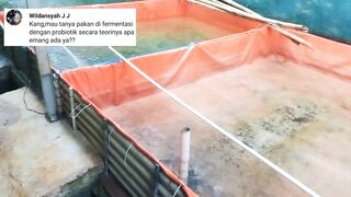 Perbedaan BIBIS PAKAN dengan FERMENTASI bahan pakan❗Pelet bagus ngapain kalian fermentasi lagi ????