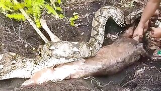 Python attacks Calf