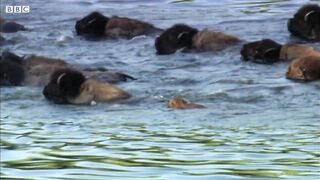 Determined Wolf Catches Young Calf | BBC Earth