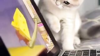 Tom and jerry