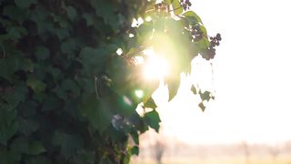 SPRING VIDEO | Free Stock Footage |