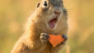 New Funny Dogs And Cats_Funniest Animals Video ♡