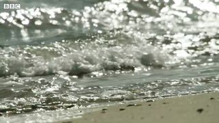 Why Are These Fish Beaching Themselves? | BBC Earth