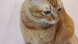 The cat sings along well with the owner