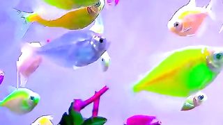 Kite Fish