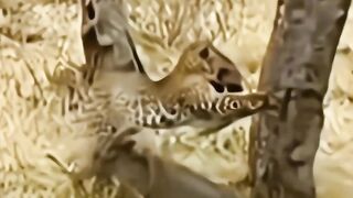Animals Video #AnimalLovers #CuteAnimals #PetLove #NatureLovers #AnimalVideos #ZooLife