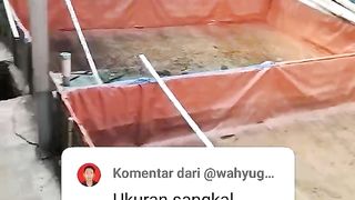 Penjelasan ikan lele SANGKAL agar pemula tau ukuran ikan lele