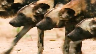 Animals Video #AnimalLovers #CuteAnimals #PetLove #NatureLovers #AnimalVideos #ZooLife
