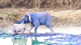 Animals Video #AnimalLovers #CuteAnimals #PetLove #NatureLovers #AnimalVideos #ZooLife