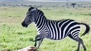 Animals Video #AnimalLovers #CuteAnimals #PetLove #NatureLovers #AnimalVideos #ZooLife