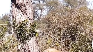 Animals Video #AnimalLovers #CuteAnimals #PetLove #NatureLovers #AnimalVideos #ZooLife