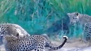 Animals Video #AnimalLovers #CuteAnimals #PetLove #NatureLovers #AnimalVideos #ZooLife