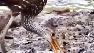 Animals Video #AnimalLovers #CuteAnimals #PetLove #NatureLovers #AnimalVideos #ZooLife
