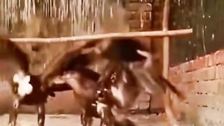 Animals Video #AnimalLovers #CuteAnimals #PetLove #NatureLovers #AnimalVideos #ZooLife