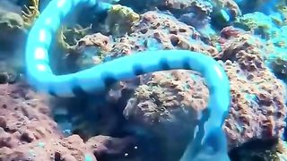 Animals Video #AnimalLovers #CuteAnimals #PetLove #NatureLovers #AnimalVideos #ZooLife