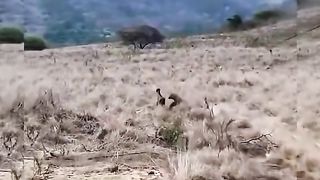 Animals Video #AnimalLovers #CuteAnimals #PetLove #NatureLovers #AnimalVideos #ZooLife