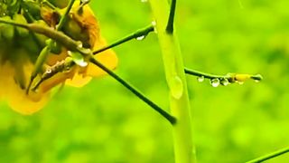 Village Beauty | Natural View | Febsppot