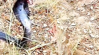 Mongoose versus cobra.