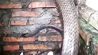 KING COBRA FIGHTING