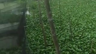 Kolam jaring dipenuhi tanaman air eceng itu untuk pakan alternatif