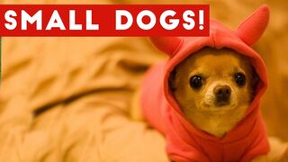 Compilation short of funny Dogs