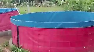 Kolam bulat D3❗Dengan sistem bisa muat 3000 ekor, Tanpa sistem (konvensional) 1500 ekor