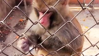 That monkey wasn't impressed