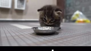 euah cat ????????