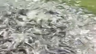 Berapa harga ikan lele KONSUMSI Didaerah kalian❓Disaya lagi turun ke angka 18.500