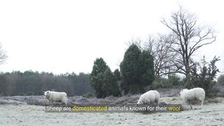 Facts About Sheep