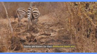 Zebra Facts