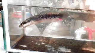 Fishh