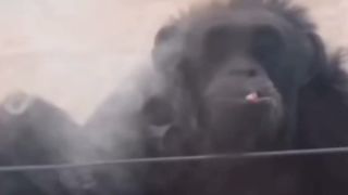 Meet the weed smoking chimp