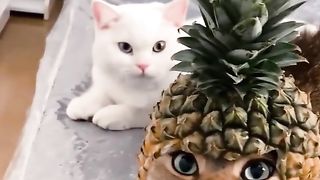 Funny cat #1