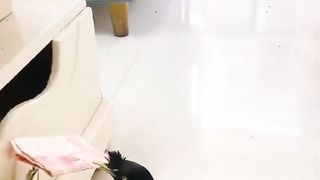 This bird was  trained to find money and bring it back to its owner..????????️????