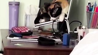 The cat does not manage to get settled properly in any way