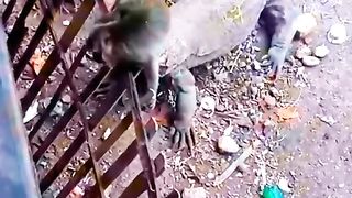 The poor monkey was eaten by the Komodo monsters.